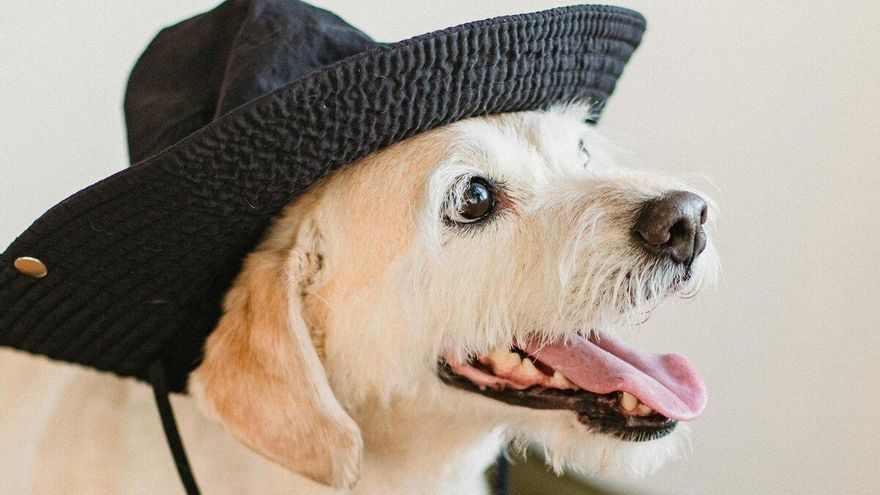 Viajar cómodamente con tu mascota ya es posible: este es el método que se implementará en los aviones