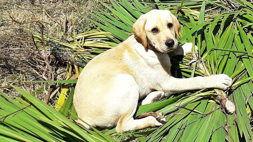 Bambi, el perro que mataron a golpes en Tomiño, tenía solo un año de vida. | // FDV