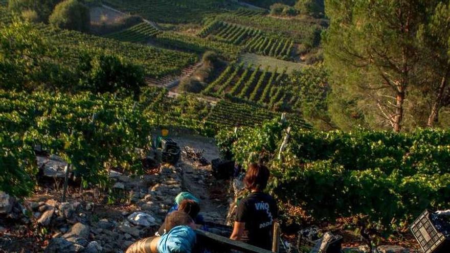 Una imagen de los trabajos del año pasado en la Ribeira Sacra. // FdV