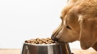 ¿Come tu perro lo suficiente? Descubre la frecuencia ideal para su alimentación