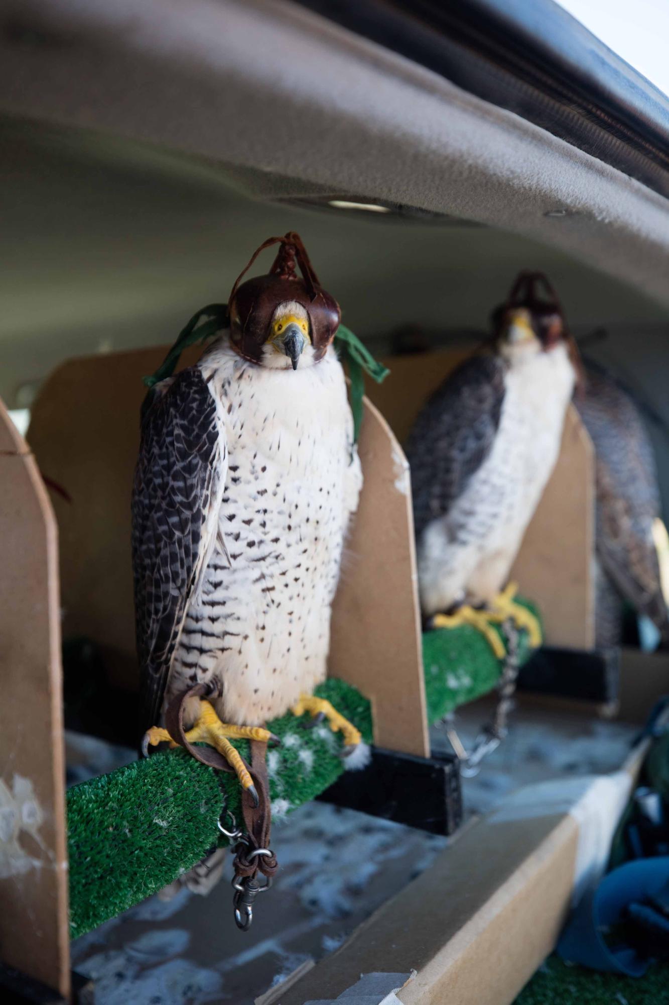 Halcones contra torcaces en Ibiza