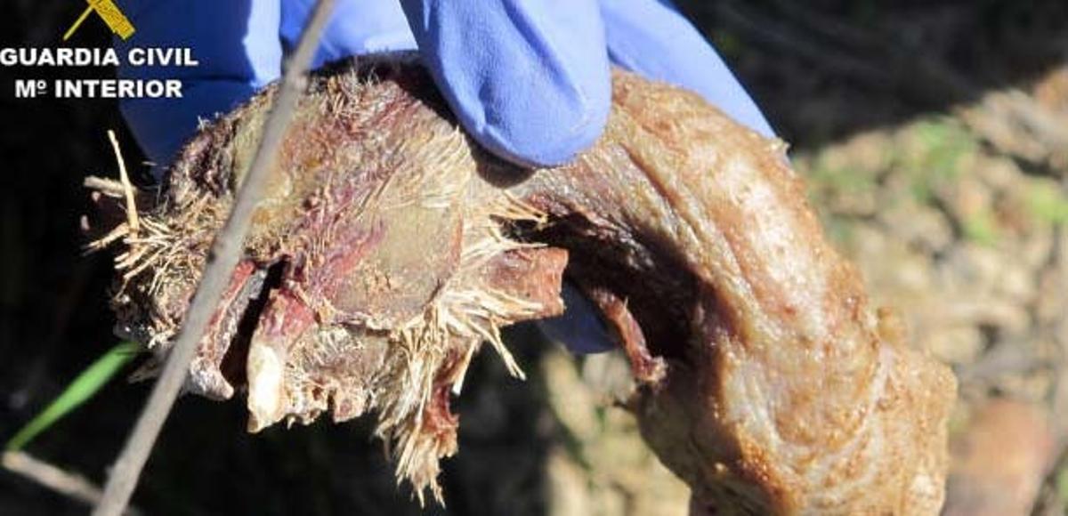 Otros casos de maltrato animal