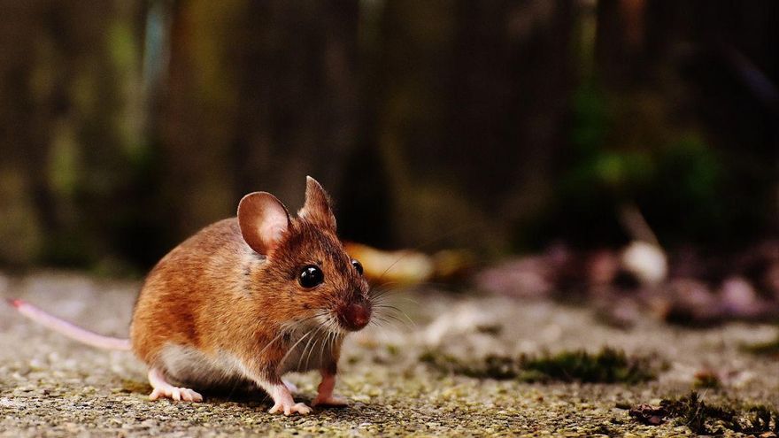Las neuronas de ratones ciegos pueden ver