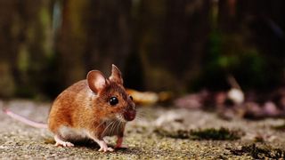 Las neuronas de ratones ciegos pueden ver