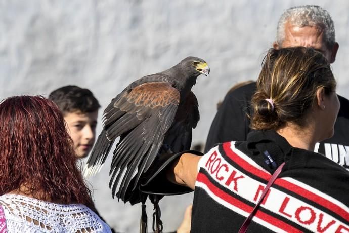 08-12-19 GRAN CANARIA. JINAMAR. JINAMAR. TELDE. Fiesta de la Inmaculade Concepcion y de la Caña Dulce de Jinamar, feria de ganado, procesión.. Fotos: Juan Castro.  | 08/12/2019 | Fotógrafo: Juan Carlos Castro