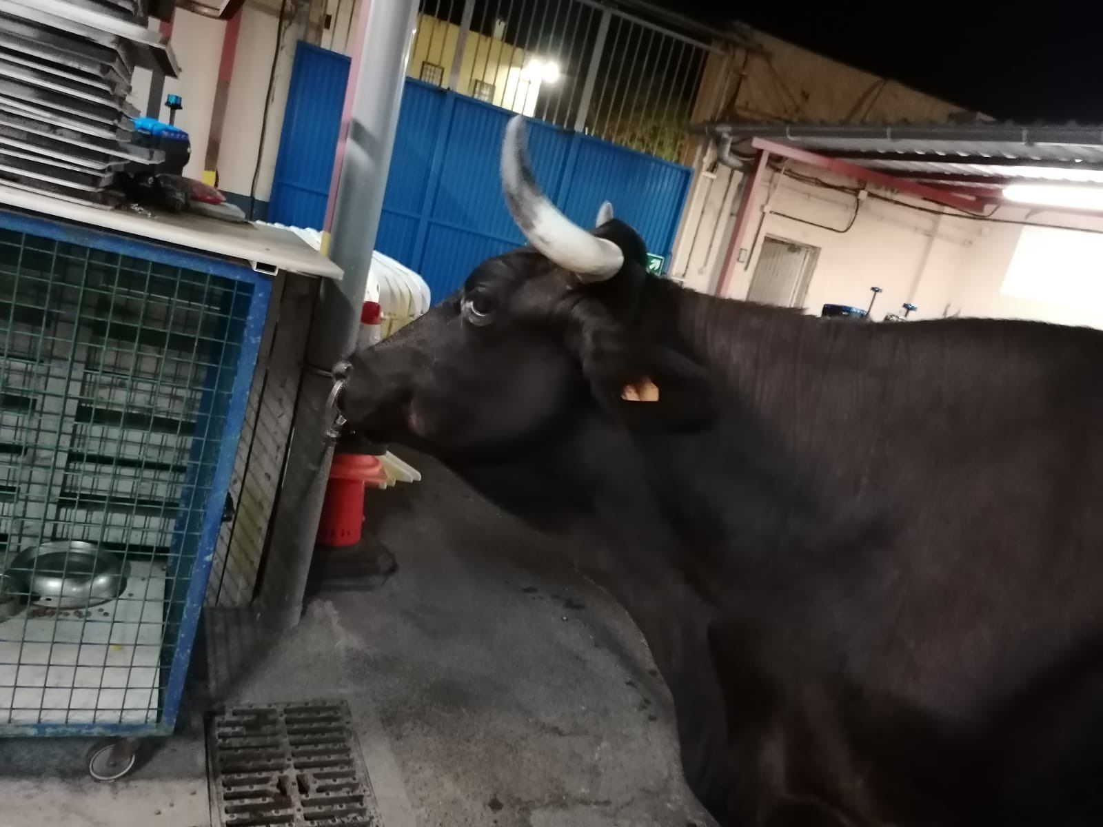 Esta es la vaca que acabó detenida en Tenerife