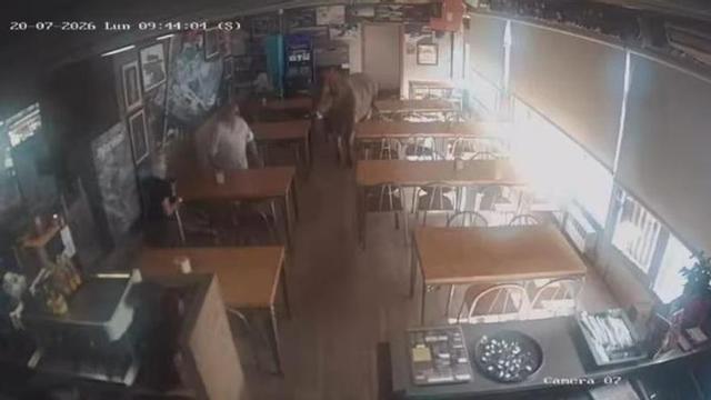 La vaca accedint i sorprenent dos clients al bar de Ribes de Freser