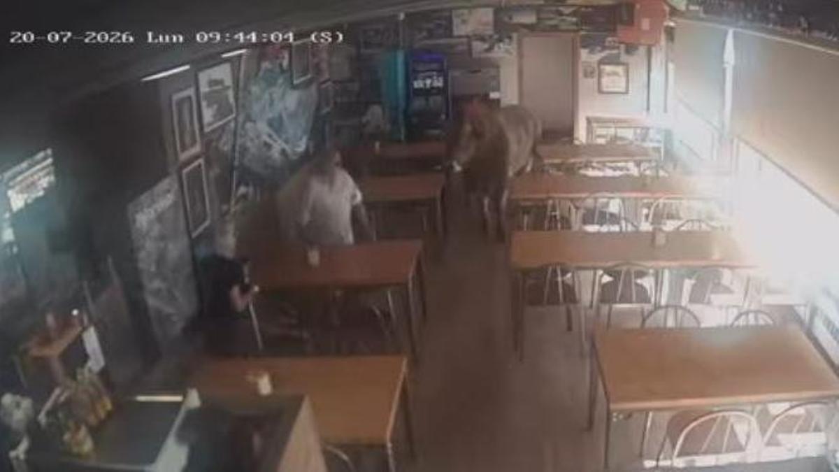 La vaca accedint i sorprenent dos clients al bar de Ribes de Freser.