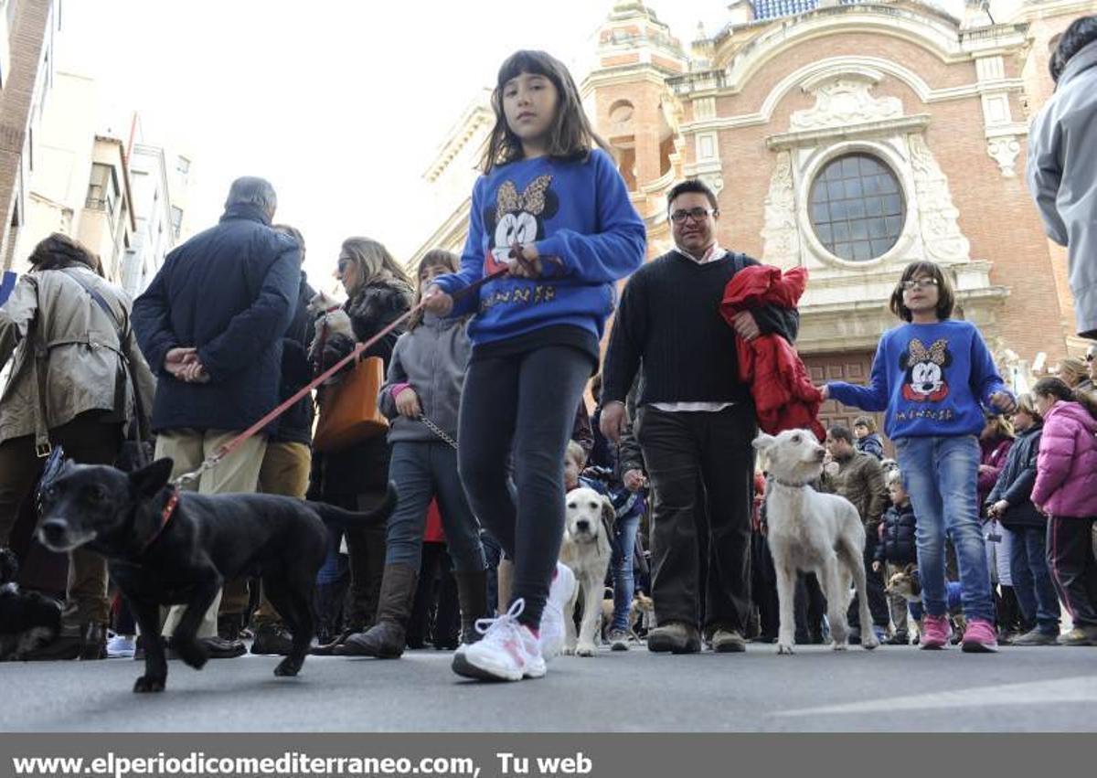 GALERÍA FOTOS - La provincia celebra Sant Antoni