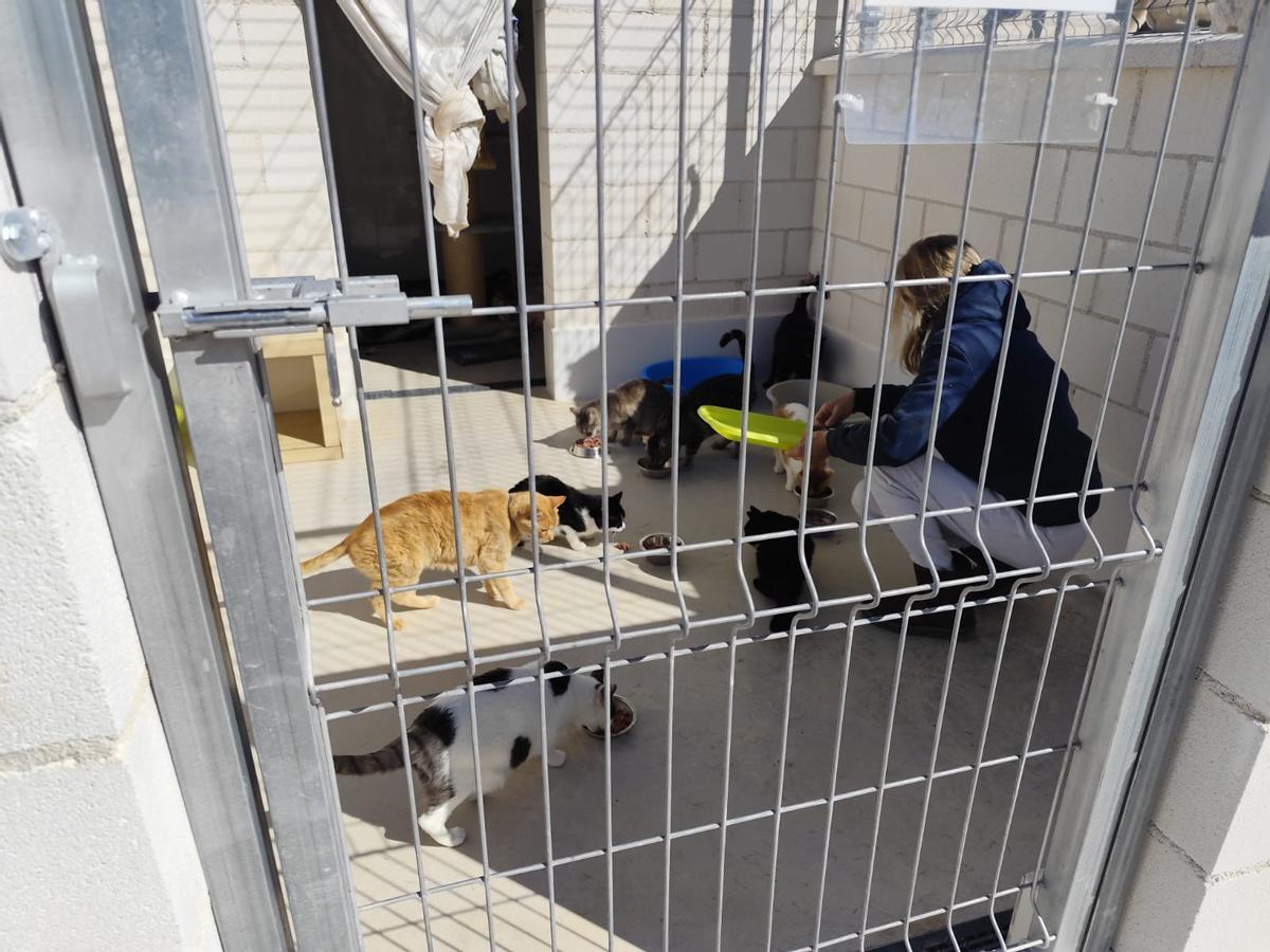 Nuevas instalaciones del Albergue de Animales de Torrevieja