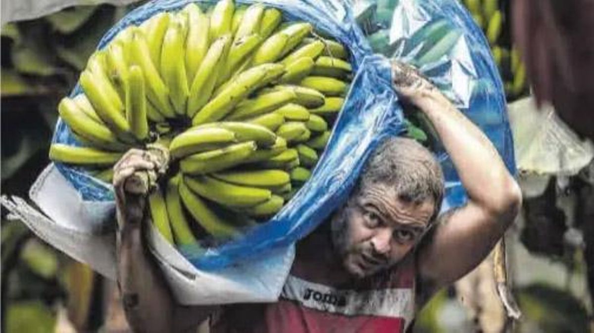 Un agricultor del plàtan en recull en una finca de La Palma afectada per l’erupció del Tajogaite. Un agricultor del plàtan en recull en una finca de La Palma afectada per l’erupció del Tajogaite.