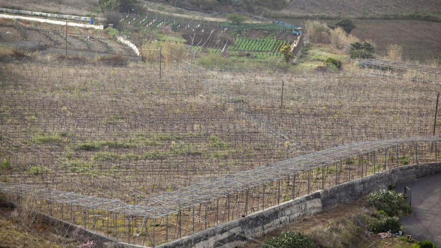 Zona de cultivos secos en Tenerife.