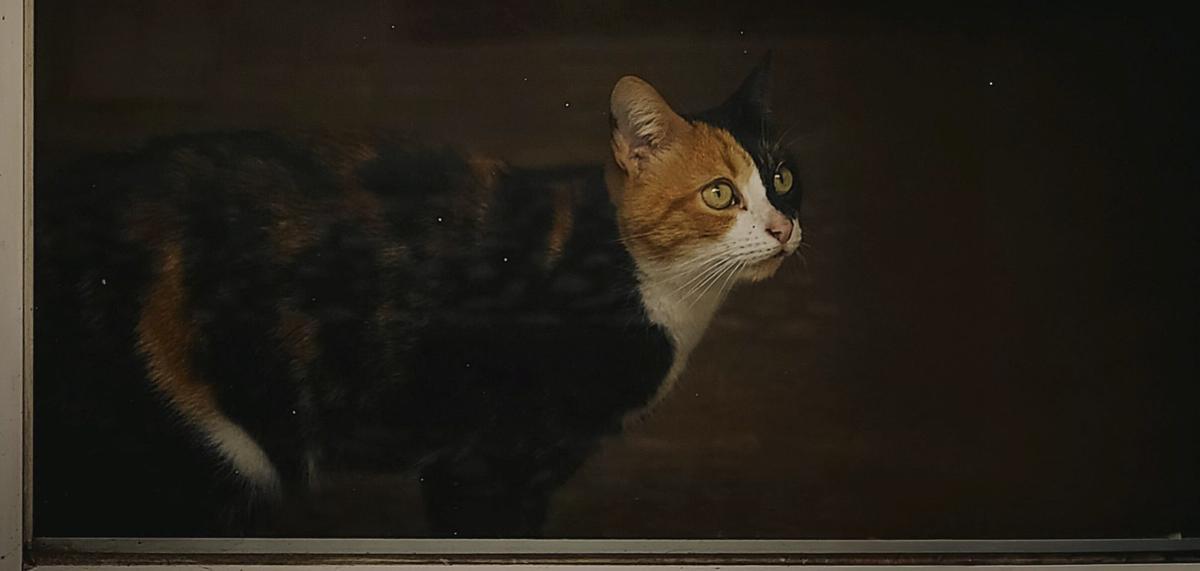 La libertad del insumiso errante