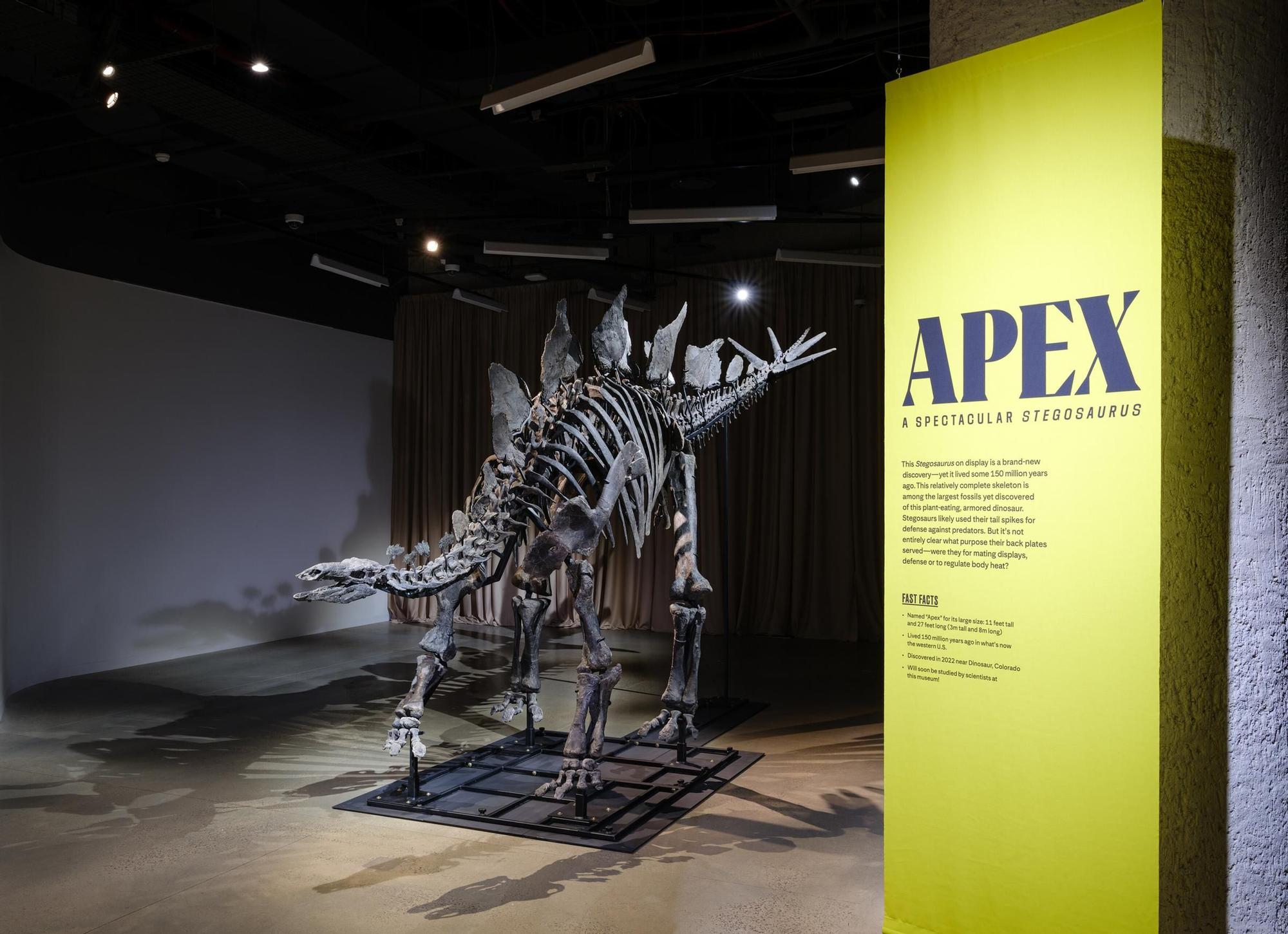 Apex en El Museo Americano de Historia Natural, Nueva York