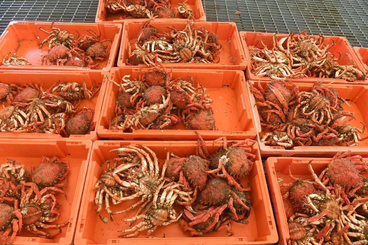 Fiesta da Centola de Lorbé, en Oleiros