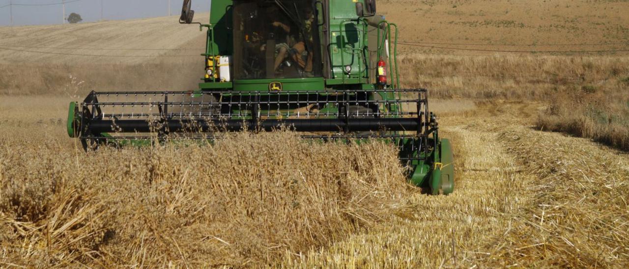 Una cosechadora recolecta una parcela sembrada de cereal en la comarca tabaresa.