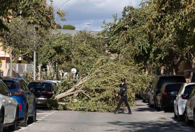 El viento derriba árboles en el PAU 1 de Alicante