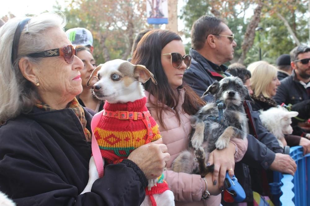 Bendición de los animales en la Ermita de San Antón