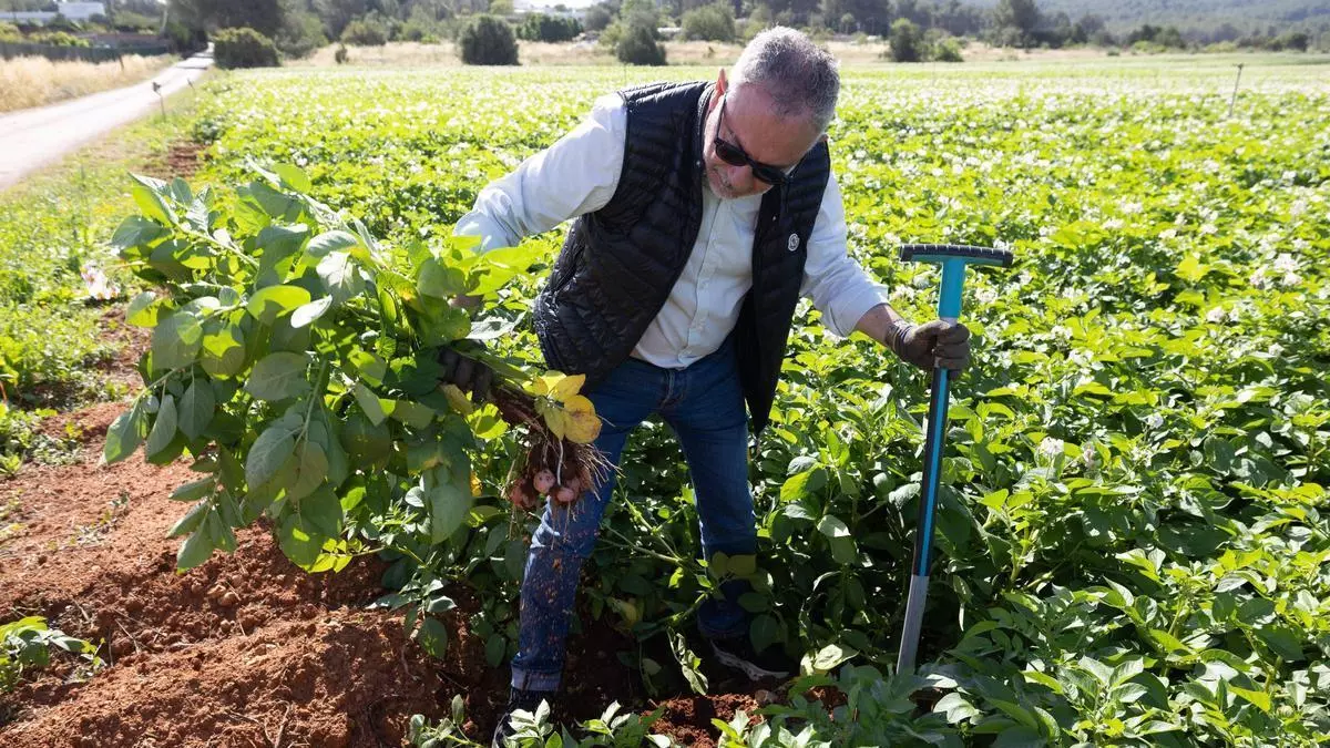 La patata de Ibiza recupera el optimismo ante una campaña de récord
