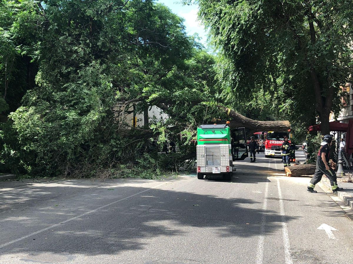 Cau un altre arbre a Barcelona, aquesta vegada sobre un vehicle de neteja