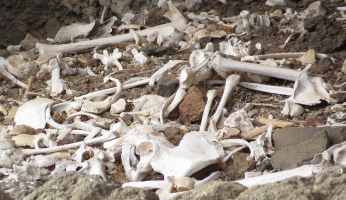 Restos óseos en una cueva de Guayadeque.