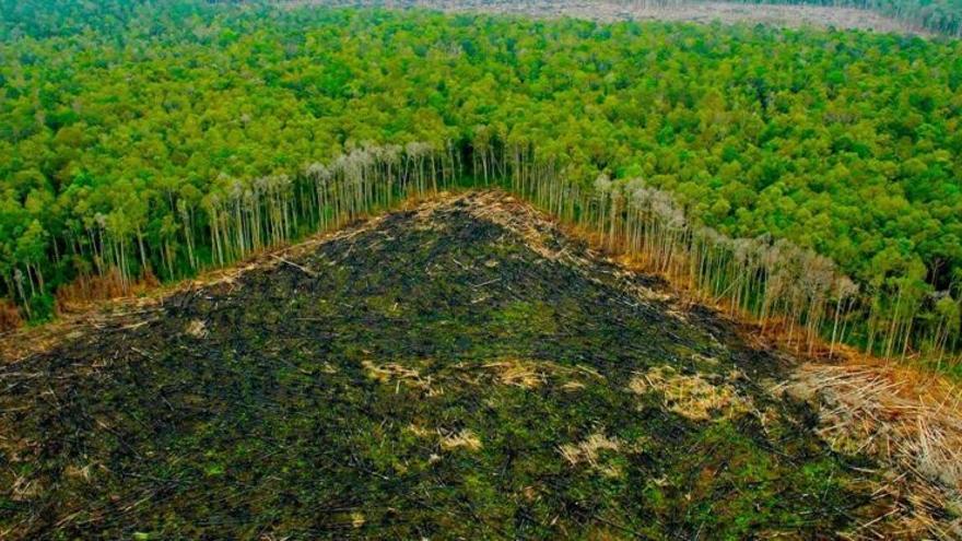 El Amazonas, a punto de convertirse en emisor neto de CO2