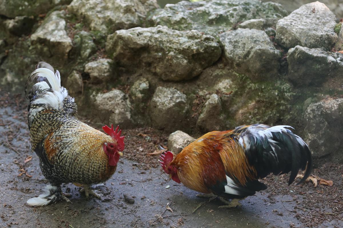 Gallos. Zoo de Aves de Herrera de Pisuerga