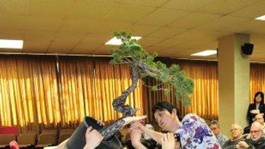 Un taller de bonsai l&#039;any passat