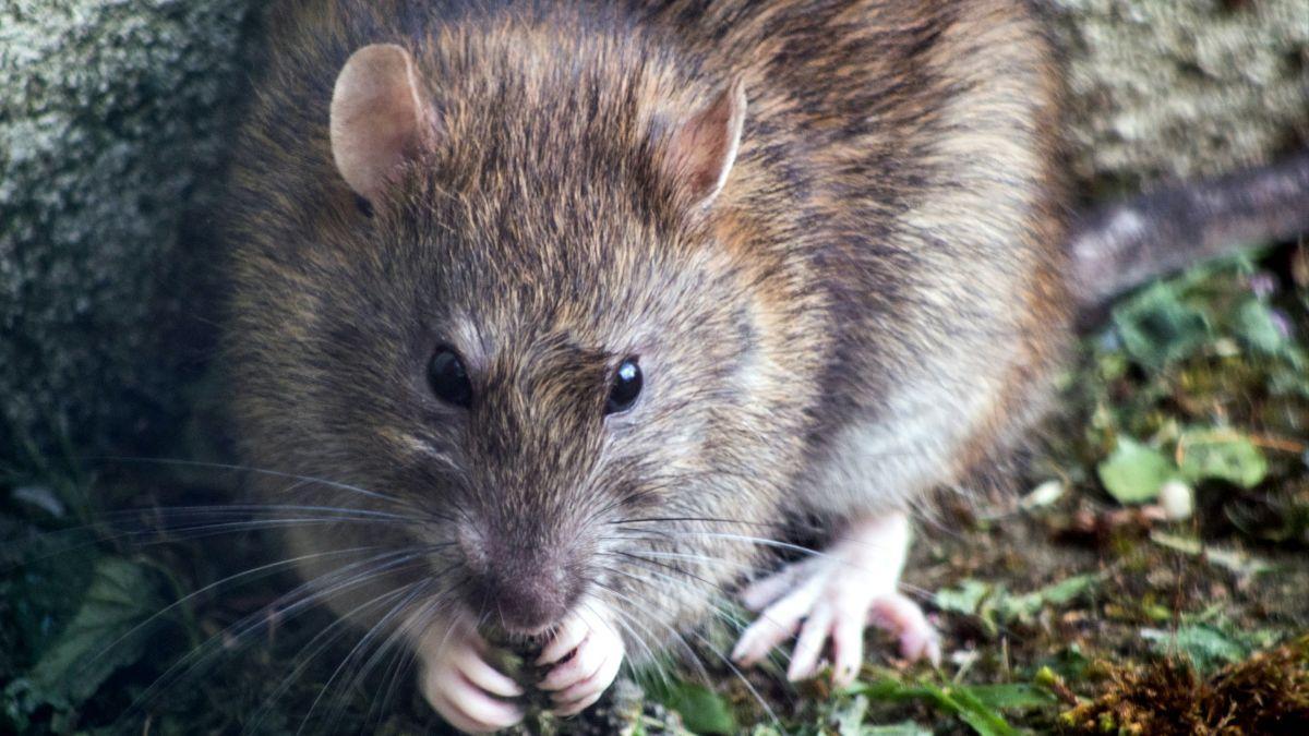 Un experimento pionero activa un cromosoma de rata congelado en células de ratón.