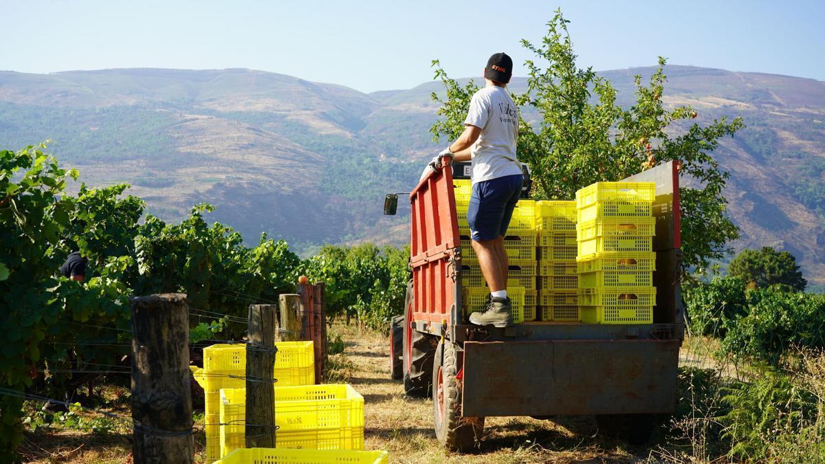Inicio de la vendimia 2026 en la bodega Valdesil, en Vilamartín de Valdeorras.