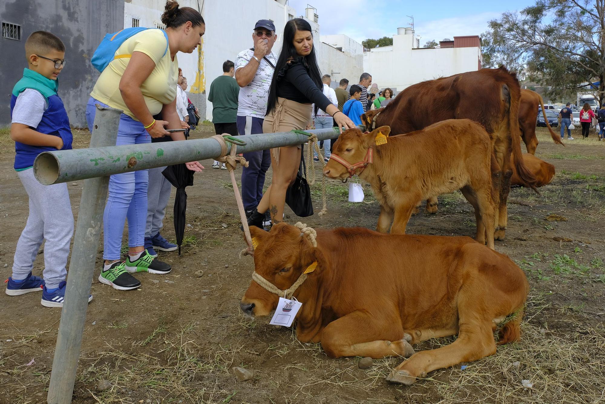 Feria de ganado y procesión en Jinámar