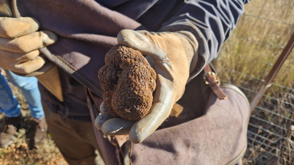 Un trufa en una imagen de archivo.