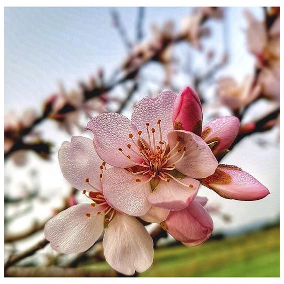 Primavera. La nostra lectora ens ha enviat aquest detall d’una flor d’ametller. Foto feta a Navàs, cap al terme de Mujal.