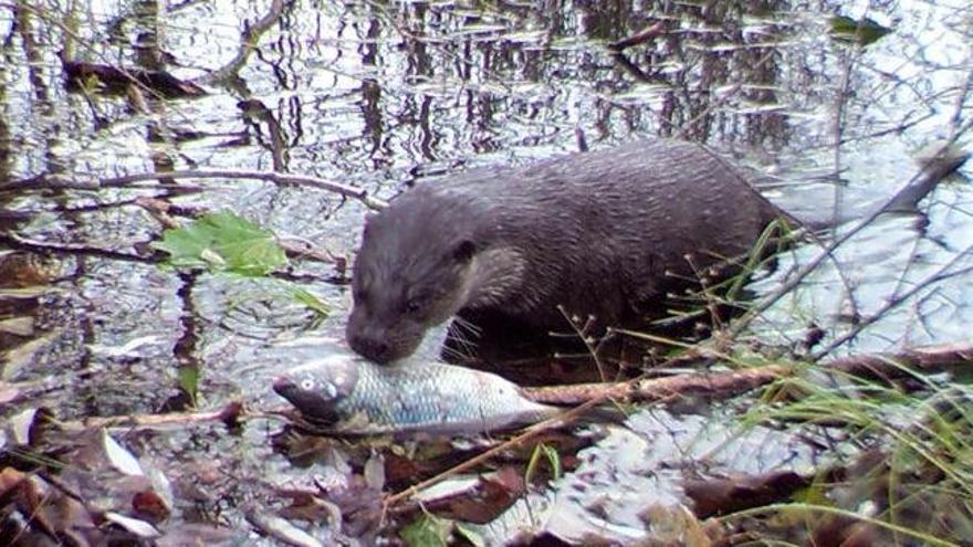 Una nutria de Chernobyl con uno de los peces del estudio.