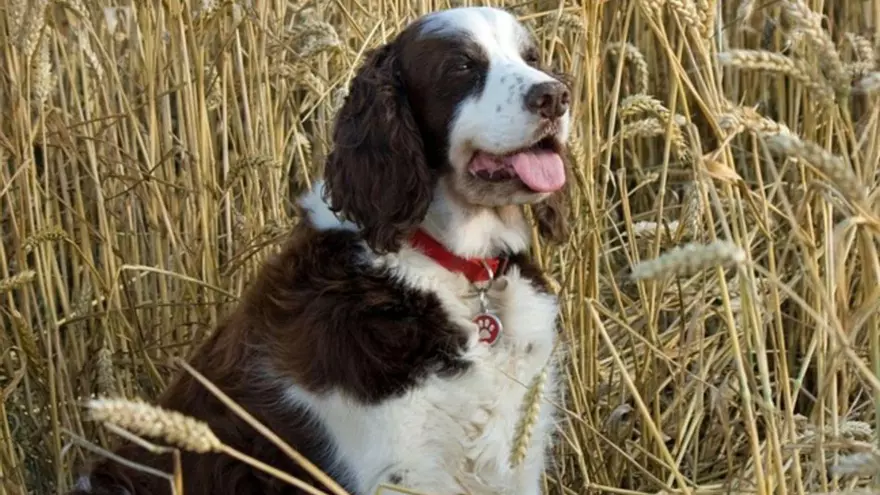 Mi perro es un gran caminante