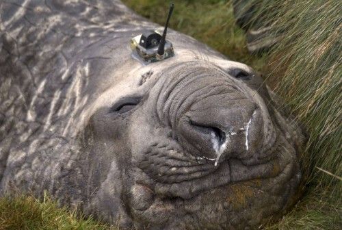 Un elefante marino con un sensor colocado en su cabeza