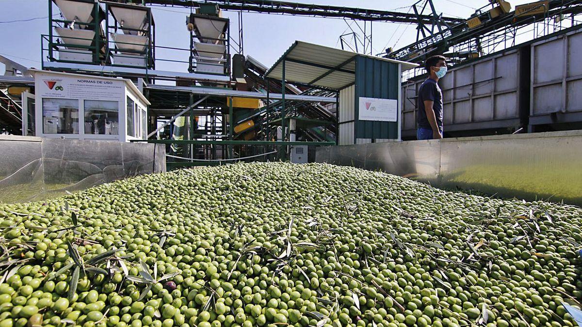 Aceituna de verdeo recogida por una cooperativa cordobesa.