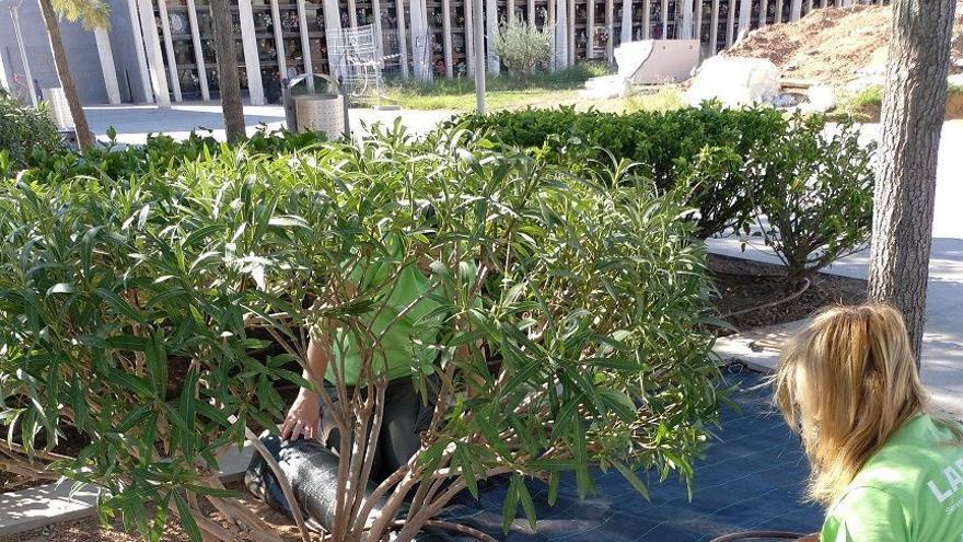 Alumnado de jardinería en un taller de empleo de Labora en Almassora.