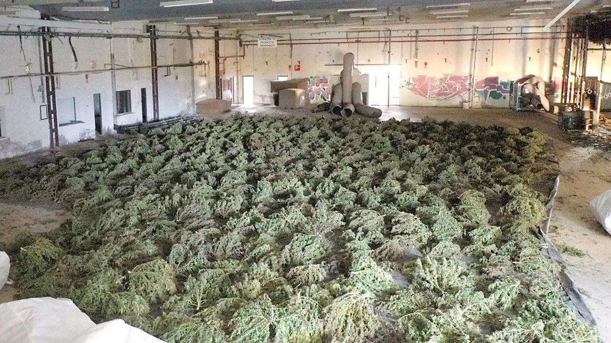 Desmantelado en España el mayor cultivo de marihuana de Europa