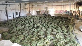 Los Mossos localizan 22 plantaciones de marihuana y detienen a 31 personas