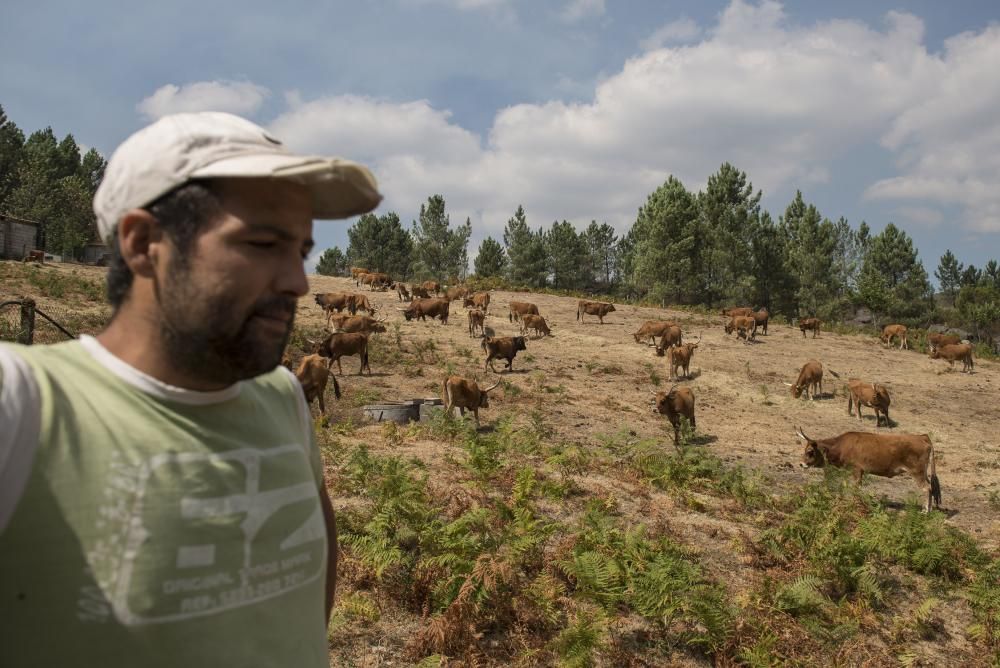 Entrimo, el incendio más voraz del año en Galicia