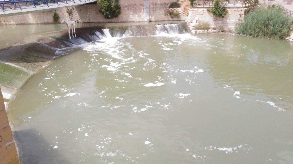 Decenas de peces muertos en el río Segura