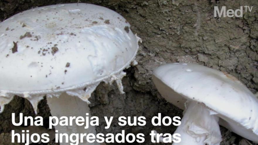 Tres setas muy tóxicas que puedes encontrar en Castellón