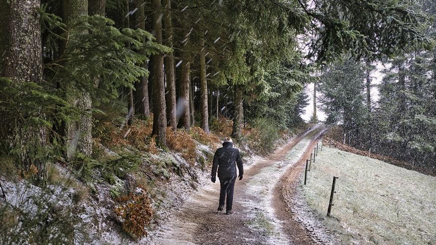 Un plan de mejora genética plantará 20 millones de pinos en 5 años en Galicia