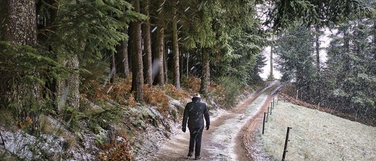 Paseo invernal por un monete de pinos.