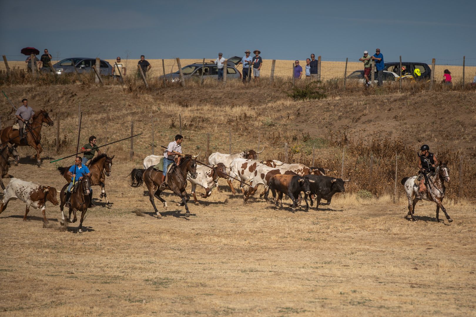 GALERÍA | Las mejores imágenes del encierro de campo en Fuentelapeña