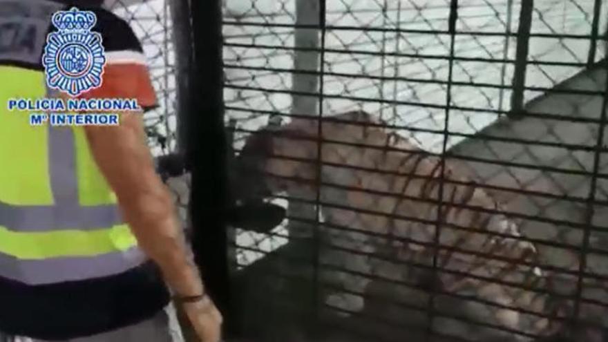 Detienen a una pareja que tenía un tigre albino como mascota en su chalet de Alicante
