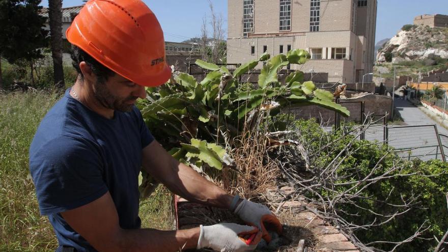 Operarios de Belmonte Control de Higiene supervisan los nidos de las aves en la calle Carlos III.