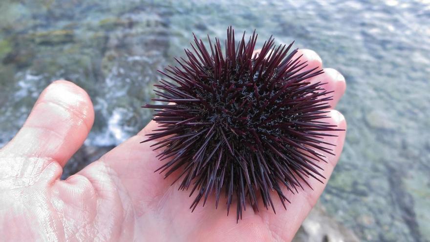Un proyecto científico erradica casi 6.000 erizos de mar en aguas de Mallorca para proteger una especie de alga