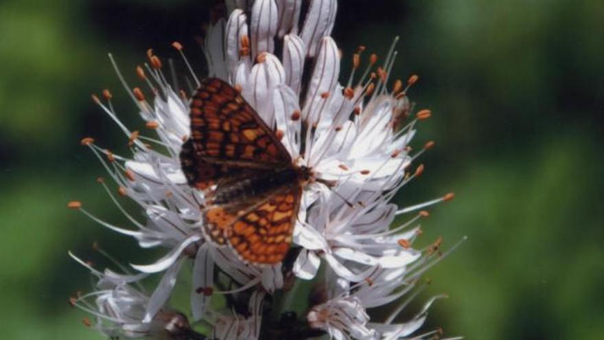 Fitur 2018 | Zamora, &quot;ciudad para las mariposas&quot;